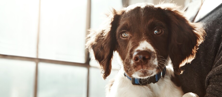 chiot_chien_de_garde_allemand_1200x527. Un chiot chien de garde allemand