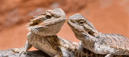 Das richtige Futter für deinen Terrariumbewohner