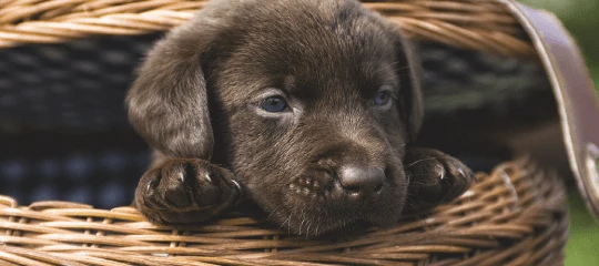 Cute chocolate Labrador puppy resting inside a woven wicker basket, close-up.