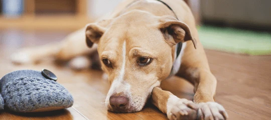 Sad brown dog lying on wooden floor next to gray knitted hot water bottle with button