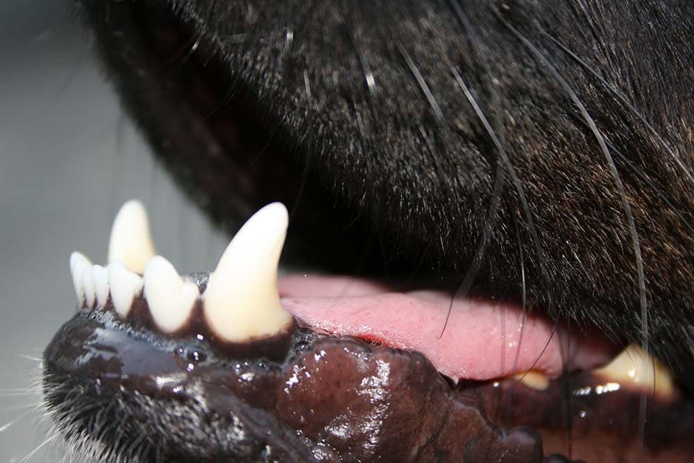 teeth-597514_1920 illustration beaphar bucco-dentaire 2