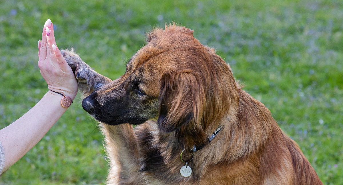 Bruine hond geeft high-five aan persoon buiten, vriendelijke mens-hond interactie op groen gras