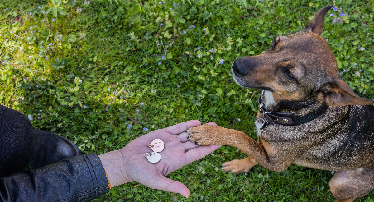 Hond legt poot op de hand van een persoon met hondenpenningen in de hand op groen gras