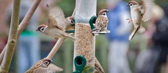 Vögel an einem Baum