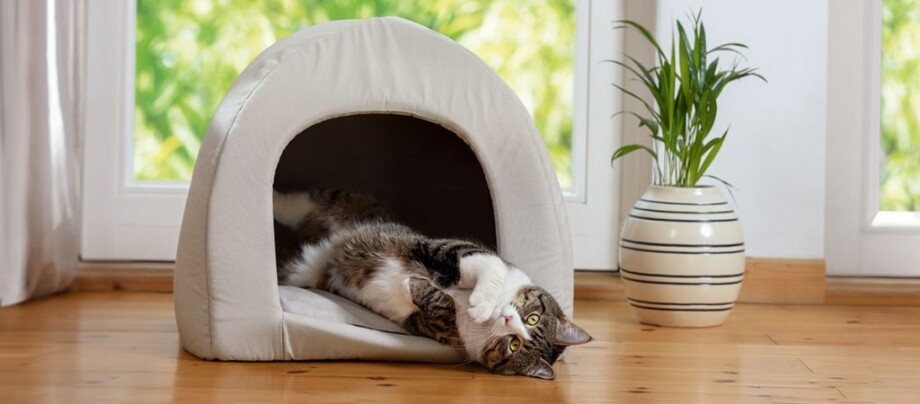 Un chat couché dans sa niche Un chat couché dans sa niche