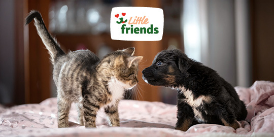 DE_KW43_rethink_littlefriends_LW_OS_NL_App.6er_1 Kleiner getigerter Kätzchen und schwarzer Welpe mit weißen Flecken auf rosa Decke, die sich neugierig gegenüberstehen – Little Friends