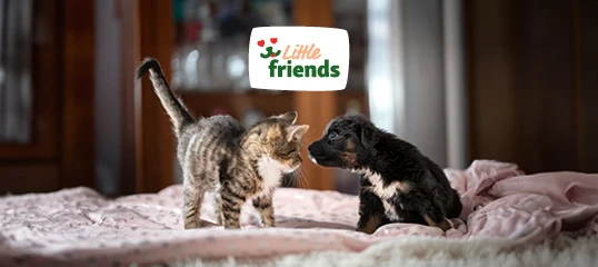 Kleiner getigerter Kätzchen und schwarzer Welpe auf rosa Decke, die sich freundlich gegenüberstehen, Little Friends Logo im Hintergrund
