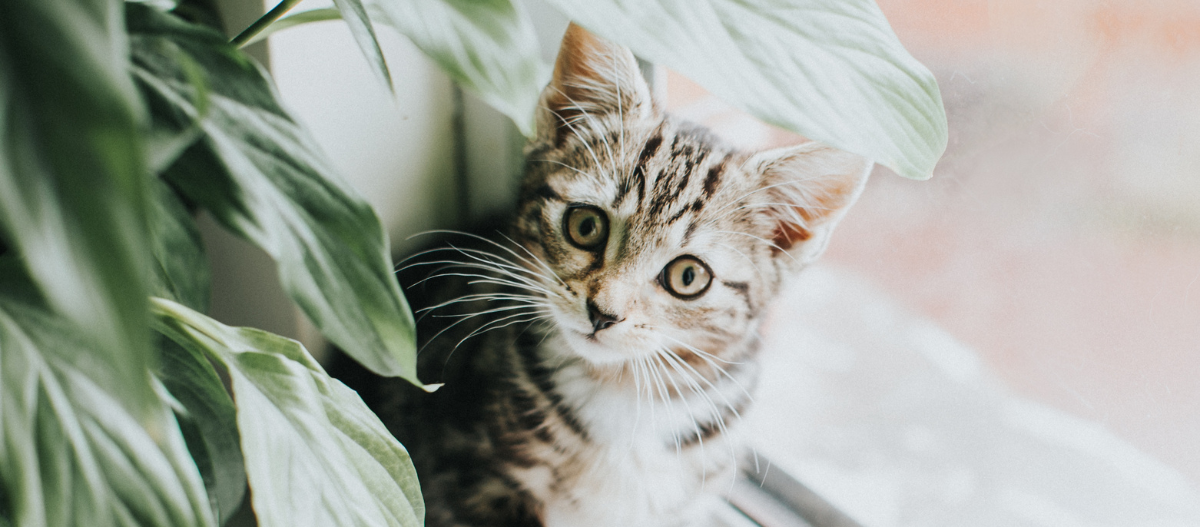 Un chaton sort de derrière une plante Un chaton sort de derrière une plante