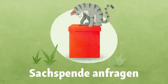 Graue getigerte Katze steht auf einem roten Briefkasten mit dem Text 