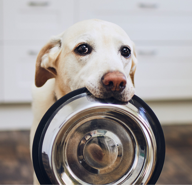 more LIFESTYLEPETS More Lounger Comfort Deluxe S MAXI ZOO