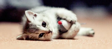 Schattige grijze kitten liggend op tapijt spelend met een klein speelgoedmuisje met een rode neus.