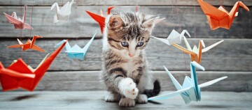 Cute gray and white kitten playing with colorful origami cranes hanging on strings on a wooden surface.