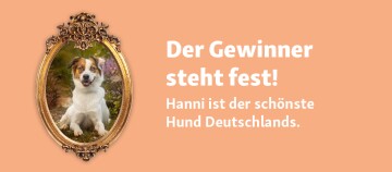 Porträt von Hanni, dem schönsten Hund Deutschlands, in einem goldenen Rahmen mit Text zur Gewinnerankündigung.