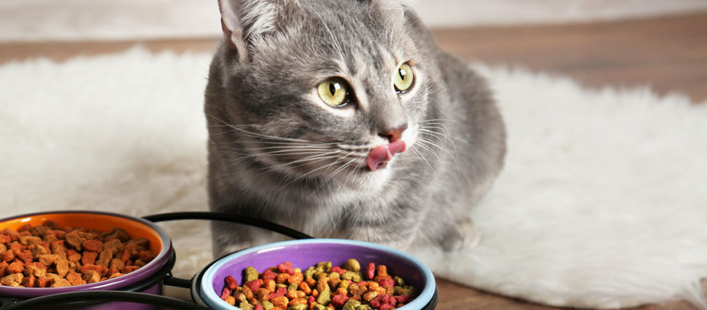 Chat assis devant des gamelles de nourriture et se léchant le museau