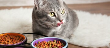 Chat assis devant des gamelles de nourriture et se léchant le museau