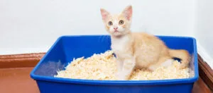 Un chaton assis dans une litière bleue avec du bois