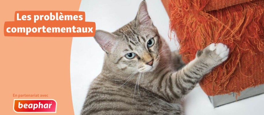 Tout comme nous les humains, les chats peuvent être stressés