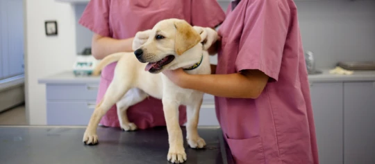 Jeune labrador retriever examiné par des vétérinaires en blouses roses dans une clinique vétérinaire moderne.