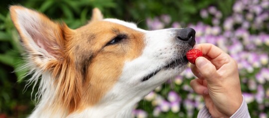 Nahaufnahme eines Hundes, der eine rote Himbeere von einer menschlichen Hand im Garten schnuppert