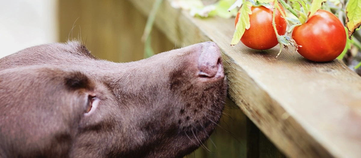 Brauner Hund schnuppert an reifen roten Tomaten auf einem Holzbrett im Garten
