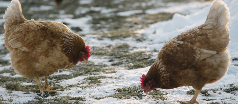 Hühner stehen im Schnee