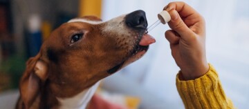 Hund bekommt flüssige Medizin mit einer Pipette von einer Person in gelbem Pullover verabreicht