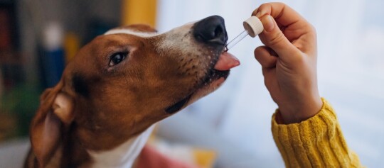 Hund bekommt flüssige Medizin mit einer Pipette von einer Person in gelbem Pullover verabreicht