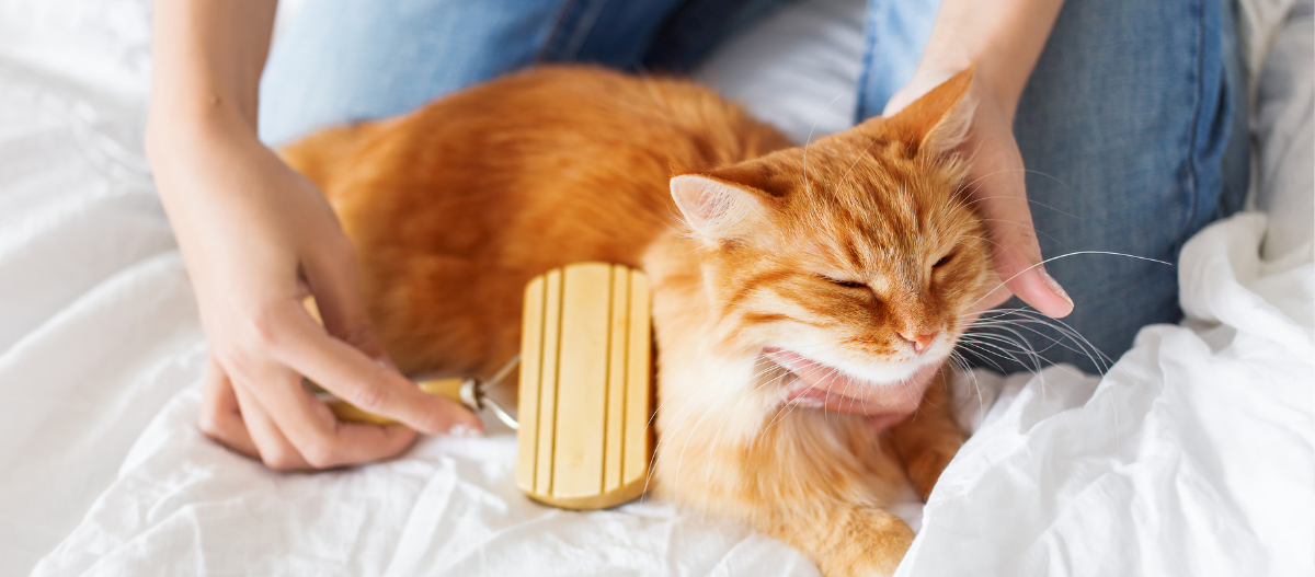 Kitten est peigné avec une brosse Kitten est peigné avec une brosse