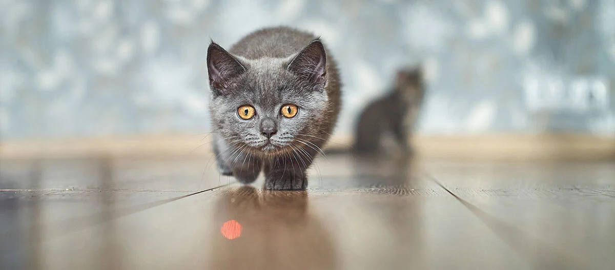 Chaton gris aux yeux ambrés marchant sur un sol en bois, concentré et curieux, avec un arrière-plan flou.