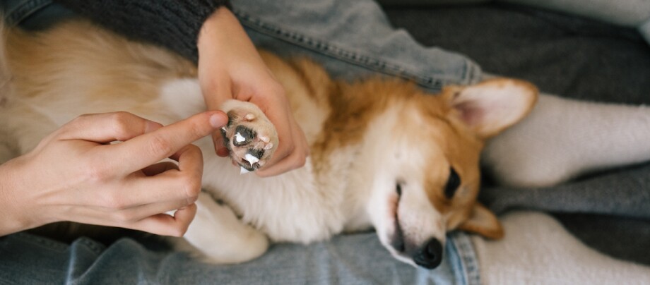 Hund bekommt Pfotenbalsam aufgetragen