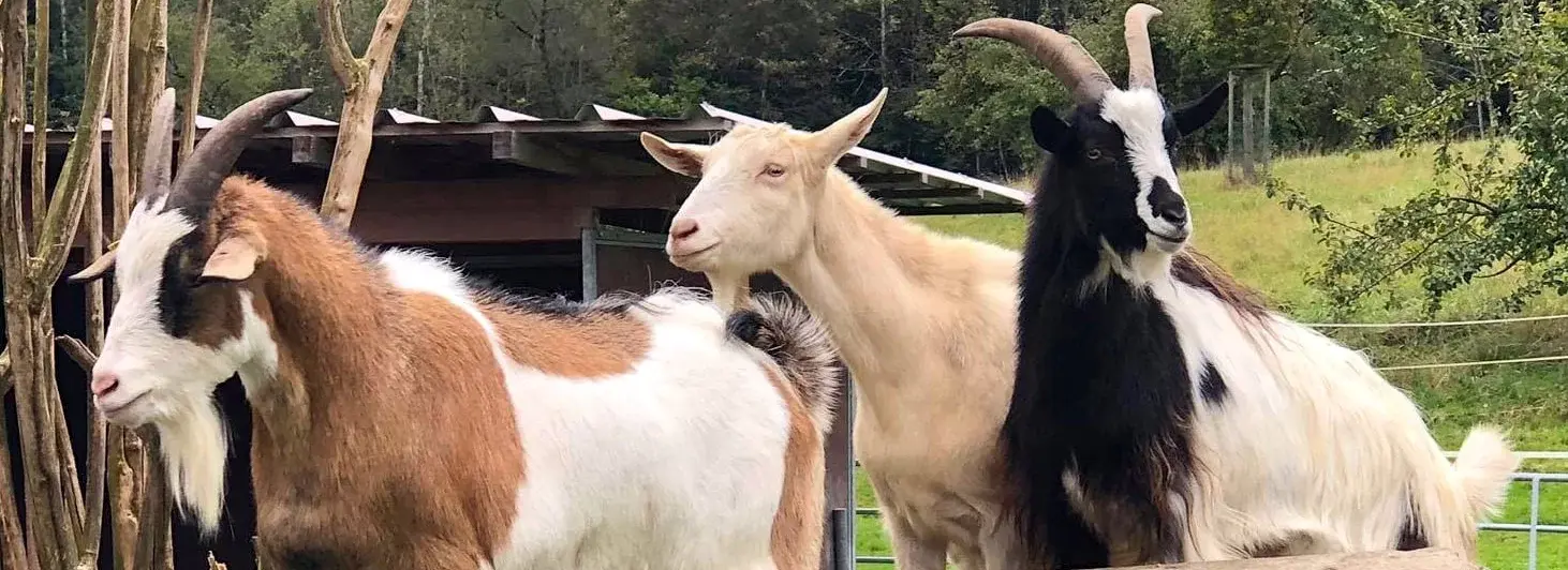 Drei Ziegen mit unterschiedlichen Fellfarben und Hörnern stehen zusammen auf einer grünen Weide vor einem Holzunterstand.