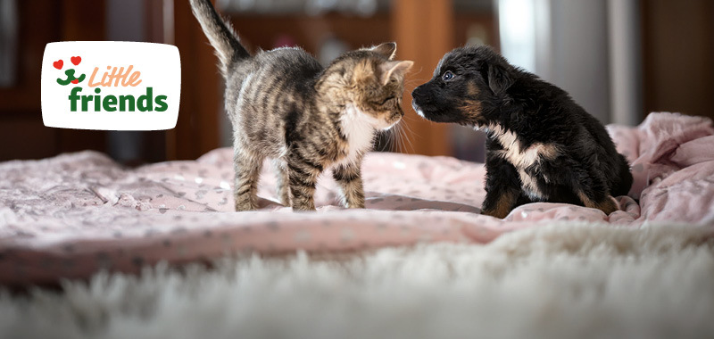 Kleines gestreiftes Kätzchen und schwarzer Welpe auf rosa Decke, die sich neugierig gegenüberstehen, Little Friends Haustierfreundschaft