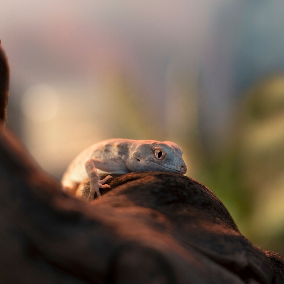 Pristurus Carteri Gecko im Terrarium