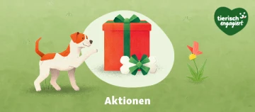 Verspielter Hund vor rotem Geschenk mit grüner Schleife und Knochen,
