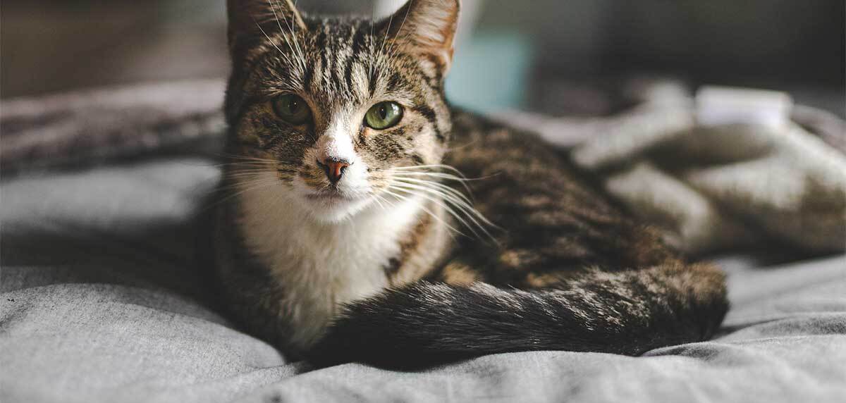 hat est allongé sur le lit et regarde la caméra