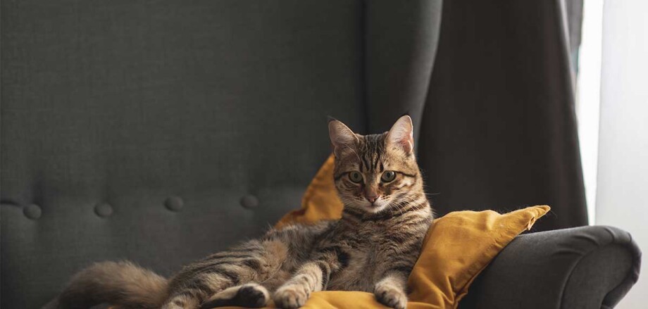 Chat couché sur un coussin