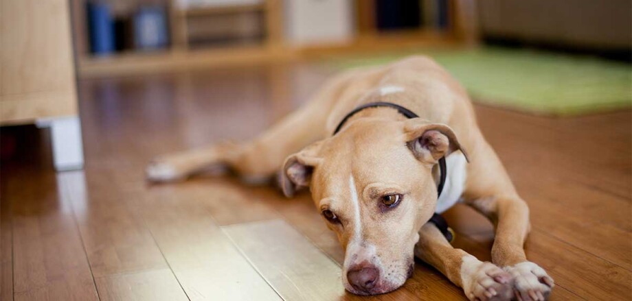 Hond ligt op de grond