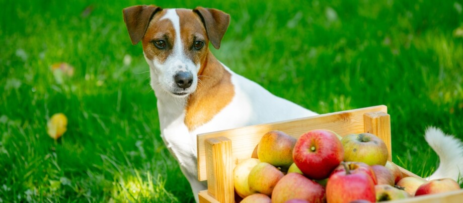 Hund im Gras schaut auf eine Kiste mit Äpfeln