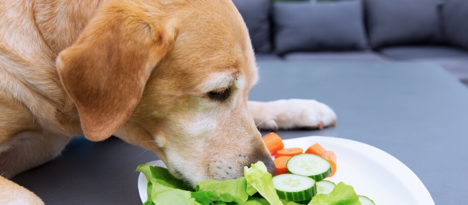 Ein Hund schnüffelt an einem Teller mit Rohkost