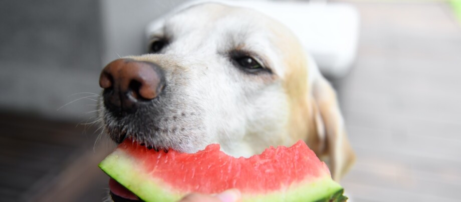 Labrador Retriever beißt in ein Stück Wassermelone