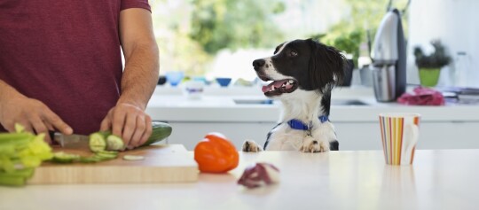 Mensch schneidet Gurke in moderner Küche, neugieriger schwarz-weißer Hund mit blauem Halsband schaut zu, frisches Gemüse auf der Arbeitsplatte.