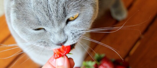 Graue Katze mit gelben Augen schnuppert an einem Stück Erdbeere, das von einer Hand gehalten wird, auf einem Holzboden.