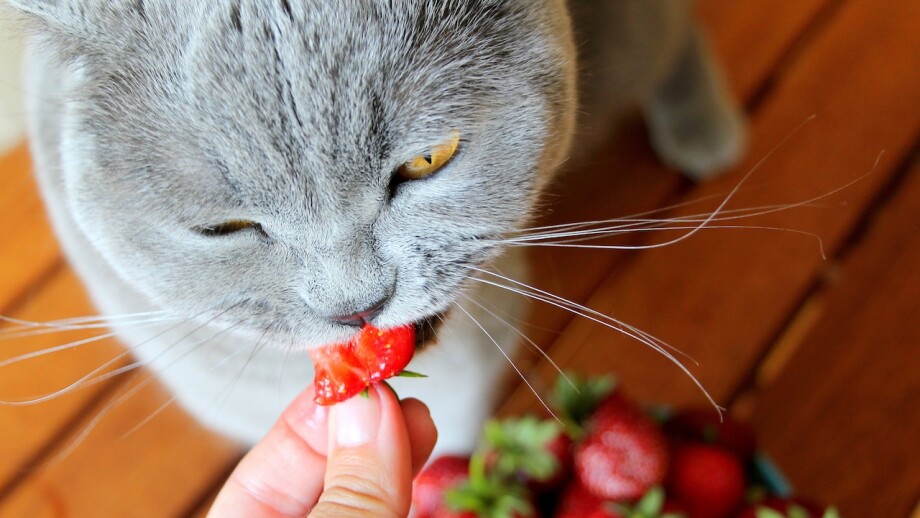 Eine Katze frisst eine Erdbeere aus menschlicher Hand