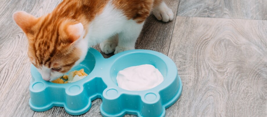Rot-weiße Katze frisst aus einem Napf mit Joghurt und Ei