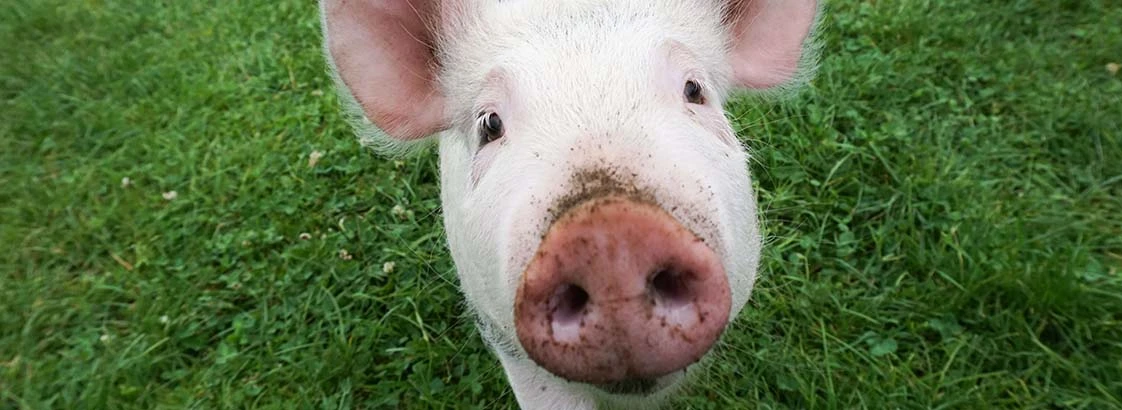 Nahaufnahme eines jungen Schweins mit schmutziger Schnauze auf grünem Gras im Freien