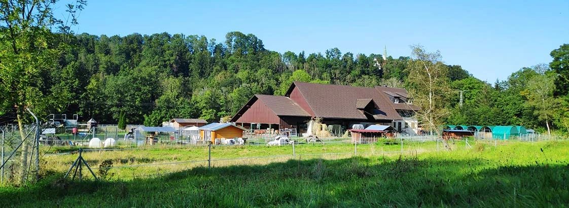Ländlicher Bauernhof mit großen Scheunen, umzäunten Tiergehegen und grüner Wiese vor einem dichten Wald unter klarem blauem Himmel