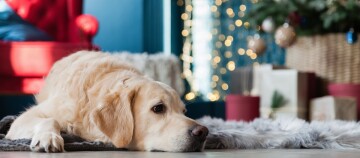 Entspannter Golden Retriever liegt auf flauschigem Teppich vor festlich geschmücktem Weihnachtsbaum mit Lichterketten und Geschenken im Wohnzimmer