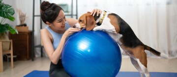 Frau spielt liebevoll mit ihrem Beagle-Hund auf einem blauen Gymnastikball in einem gemütlichen Wohnzimmer.