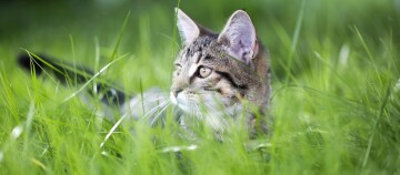 Nahaufnahme einer getigerten Katze, die aufmerksam im hohen grünen Gras liegt