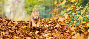 Rote Katze läuft durch bunte Herbstblätter im Wald mit schwarzer Fliege am Halsband